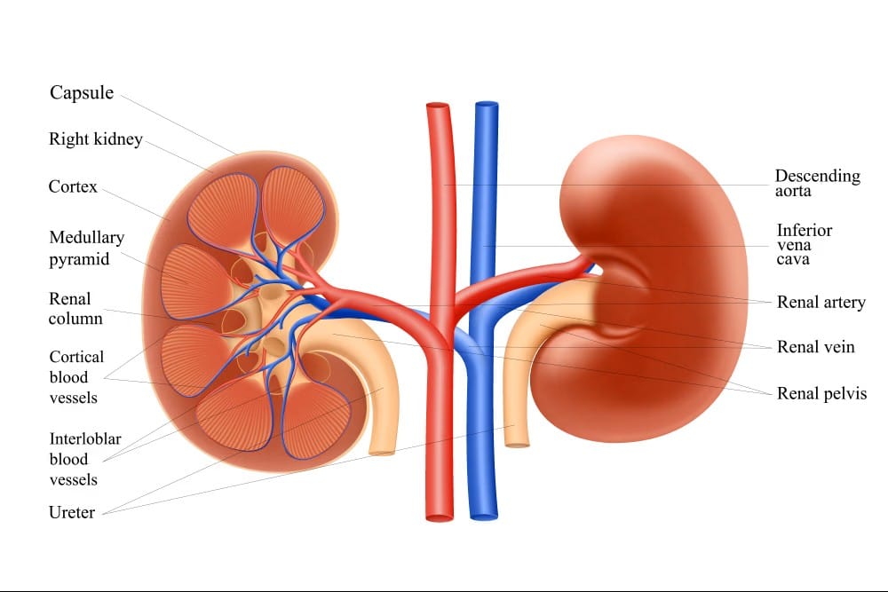 znaci disfunkcije bubrega